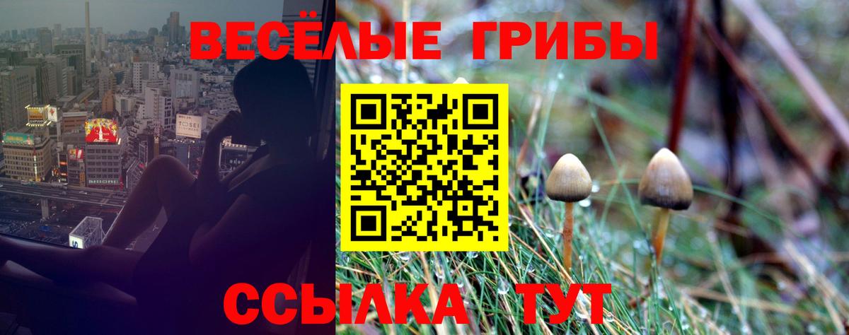 Галлюциногенные грибы Psilocybe Кандалакша